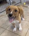 Scout