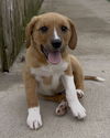 Scout