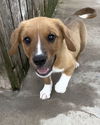 Scout