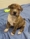 Harlow