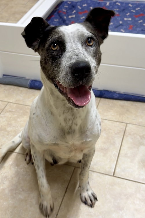 picture of the dog needing adoption
