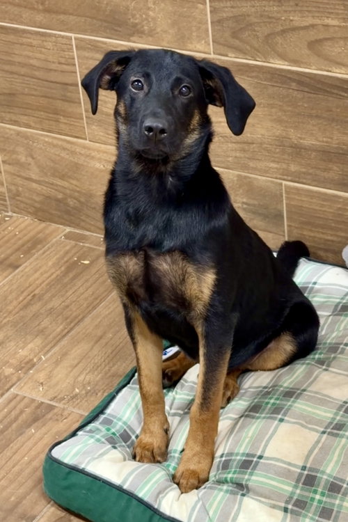 picture of the dog needing adoption