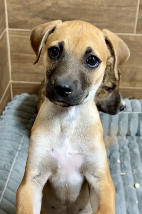 picture of the dog needing adoption