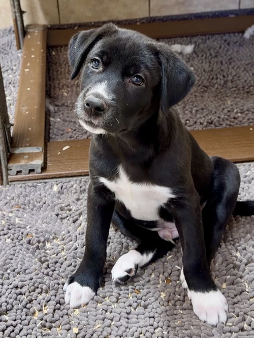 Buster, an adoptable Black Labrador Retriever in Green Forest, AR