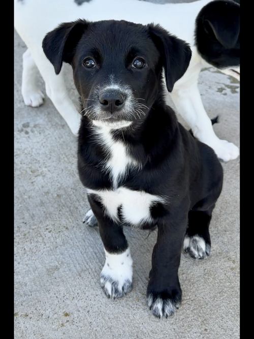 Bruno, an adoptable Black Labrador Retriever in Green Forest, AR