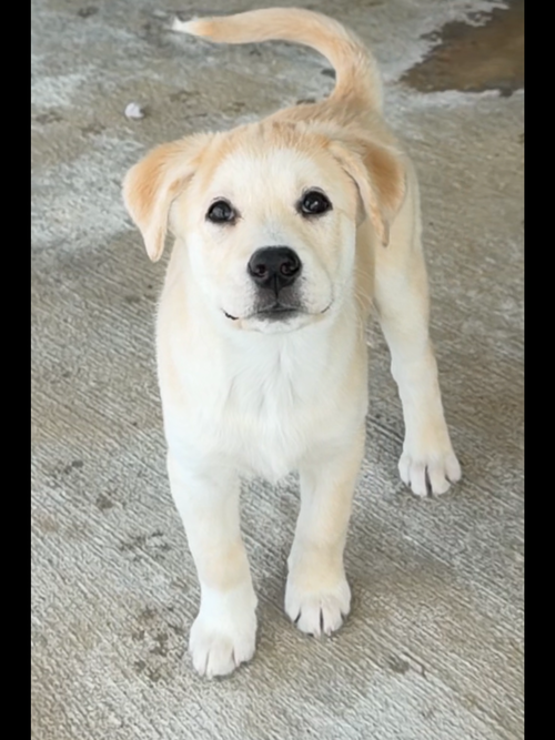 Buttercup, an adoptable Labrador Retriever in Green Forest, AR