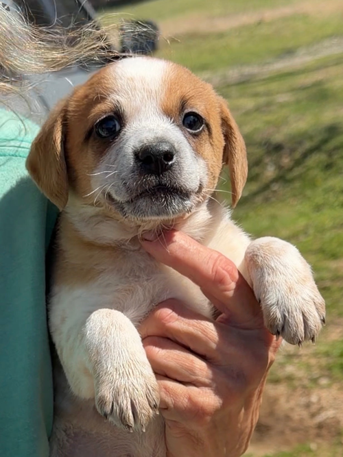 Bailey, an adoptable Australian Cattle Dog in Green Forest, AR