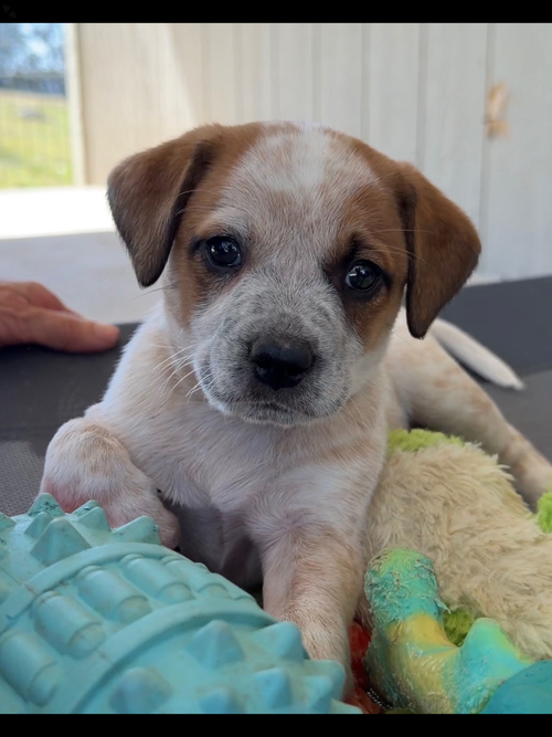 Samantha, an adoptable Australian Cattle Dog in Green Forest, AR