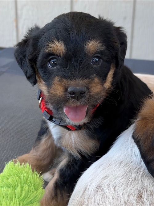 Amber, an adoptable Australian Cattle Dog in Green Forest, AR