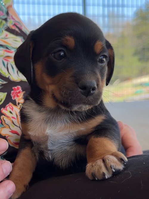 Madison, an adoptable Australian Cattle Dog in Green Forest, AR