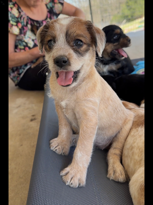 Bunny, an adoptable Australian Cattle Dog in Green Forest, AR