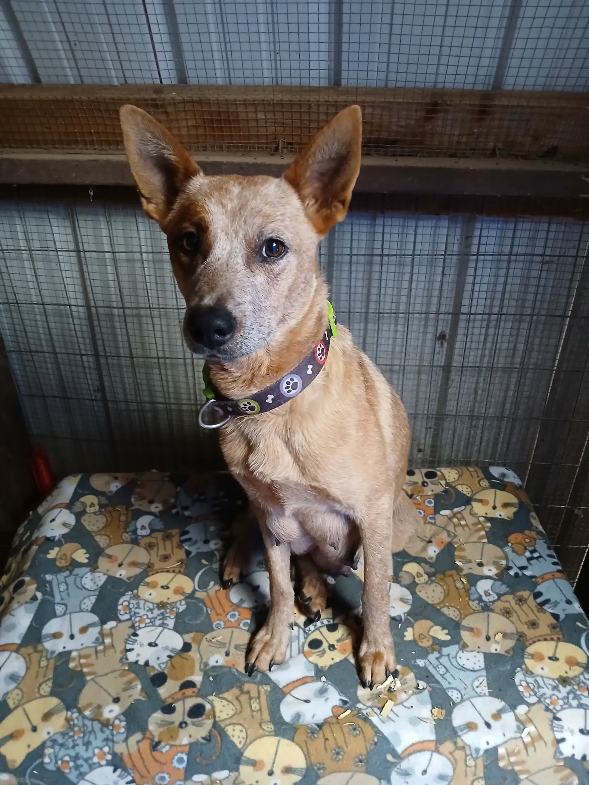 Annie - Red Heeler
