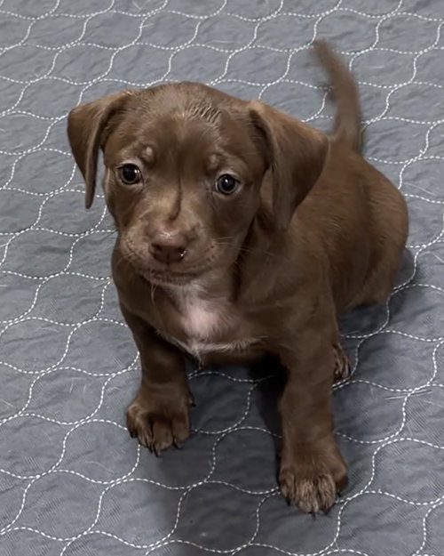 Donut, an adoptable Dachshund in Green Forest, AR