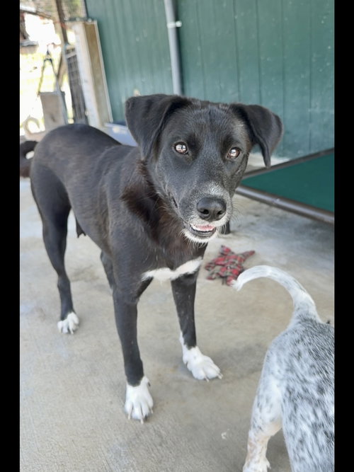 Bella, an adoptable Black Labrador Retriever in Green Forest, AR