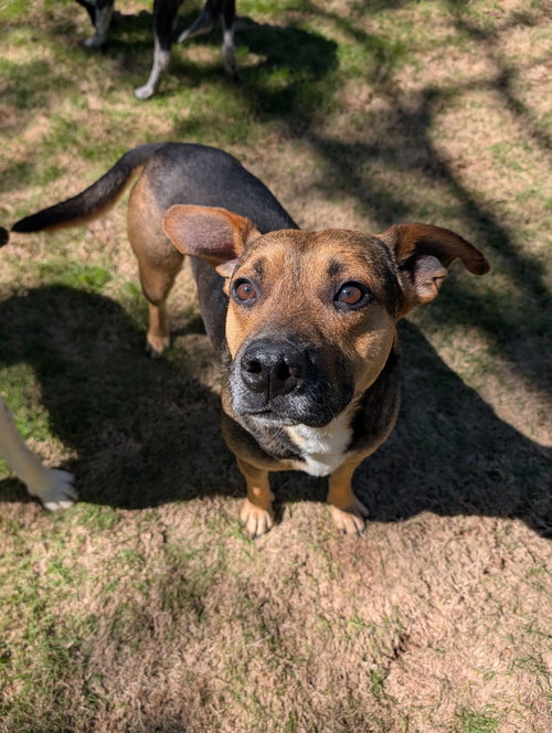 picture of the dog needing adoption