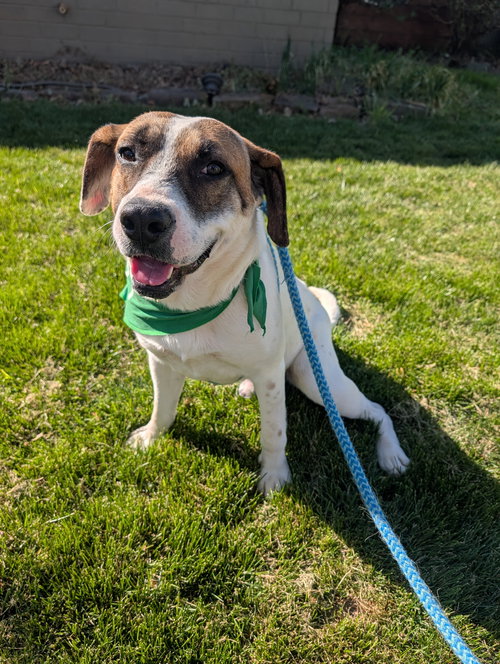 picture of the dog needing adoption