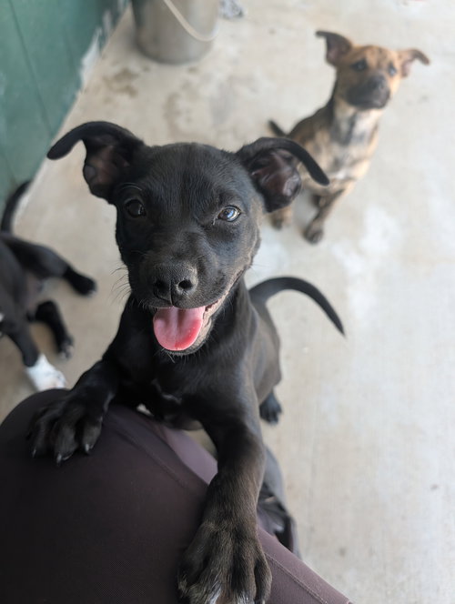 picture of the dog needing adoption