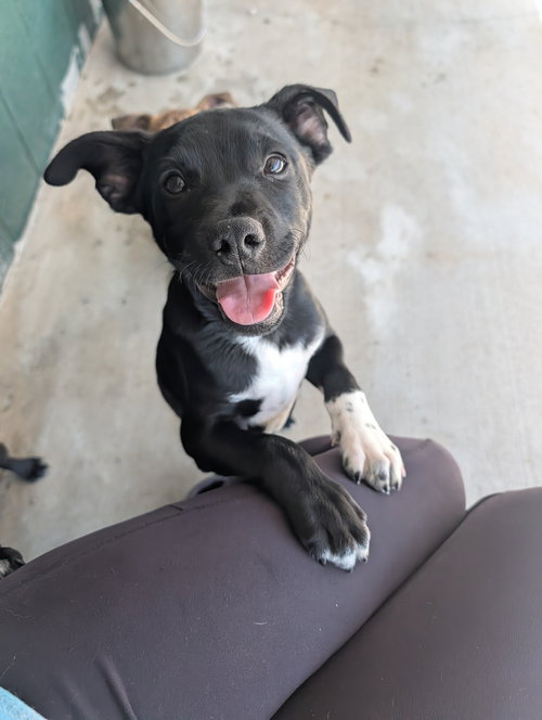 picture of the dog needing adoption