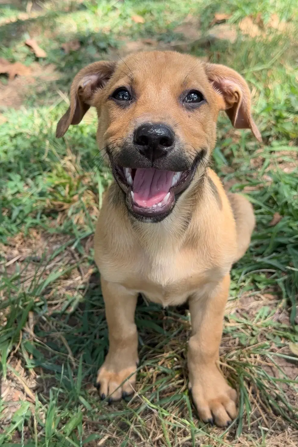 Todd - Shepherd