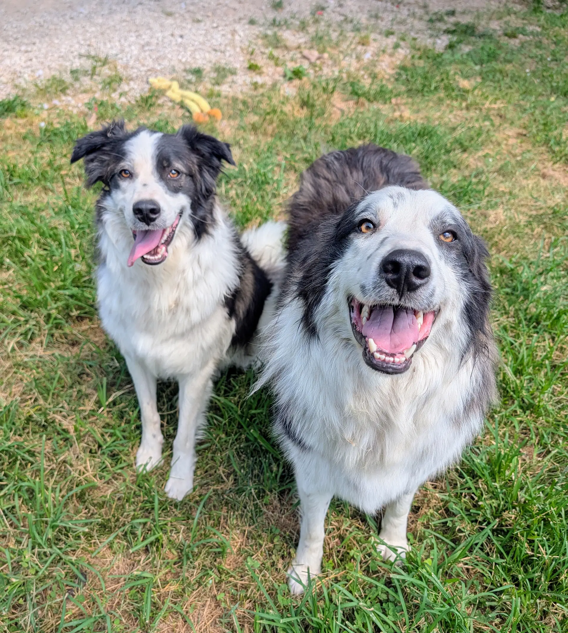 Joker  Jedi - Great Pyrenees