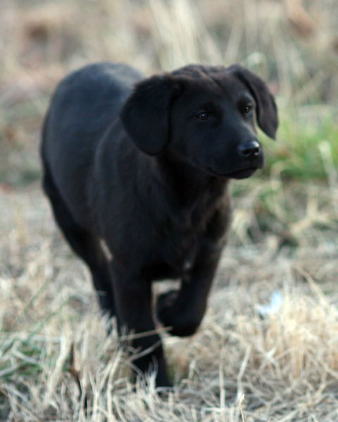 Finnigan