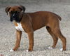Hershey