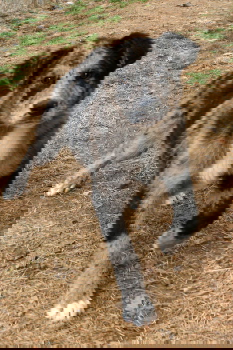Horton