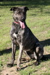 Sheba