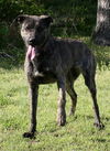Sheba