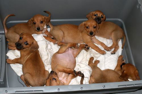 Ref, Roxy, Rose, Robin, Remi, Rachel and Ripley