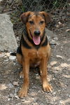 Toby