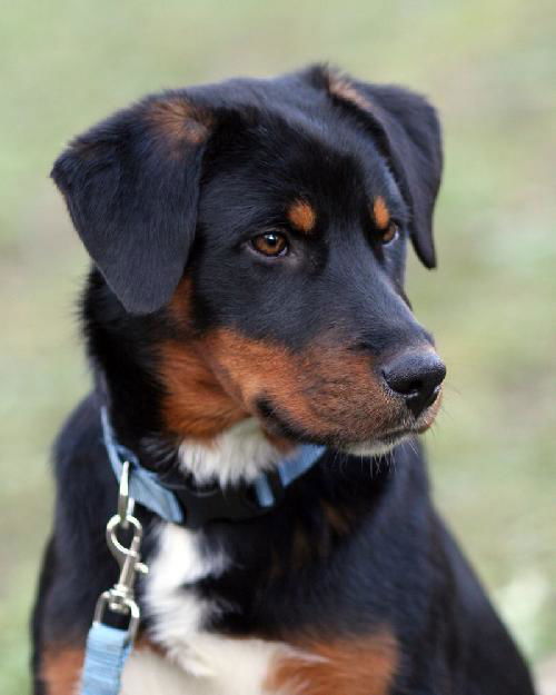 Roscoe