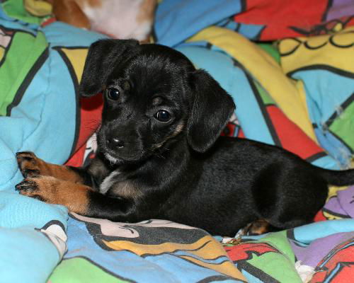 Tilly