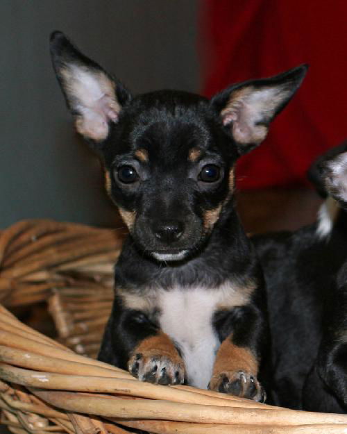 Tinker