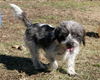 Corky