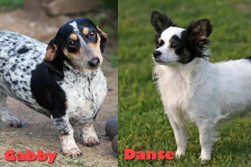 Dante and Gabby