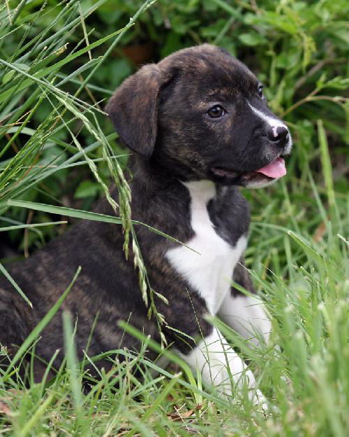 Gus