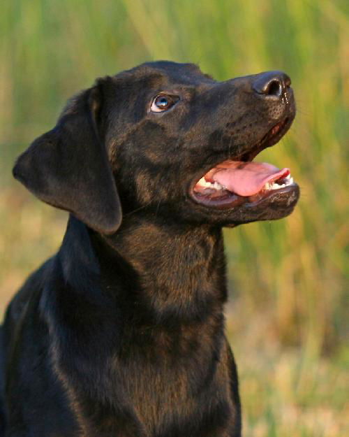 Lila