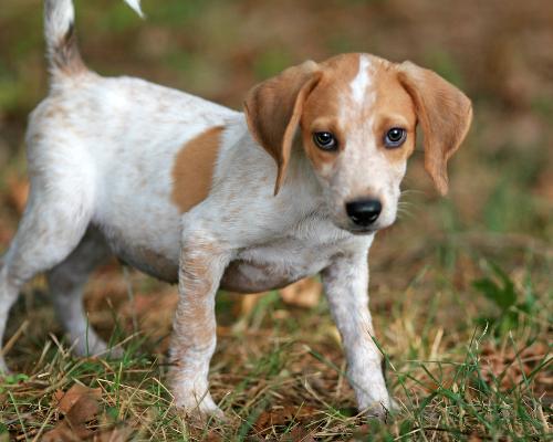 red heeler beagle