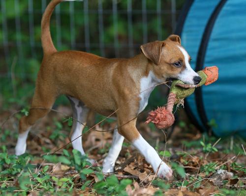 Top beagle greyhound mix puppy Factory Sale - Main Image