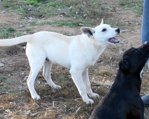 Charlie