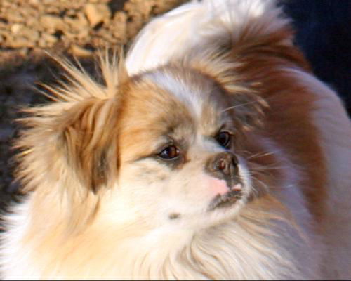 Tippy