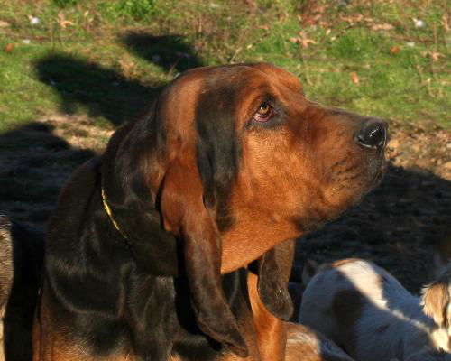 Huckleberry