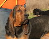 Huckleberry