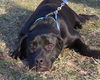 Chauncey