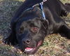 Chauncey