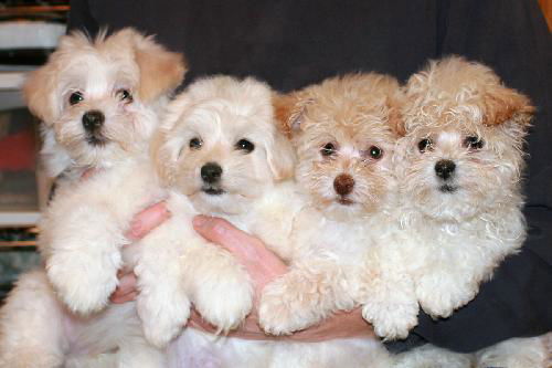 Fiona, left to right, 4th