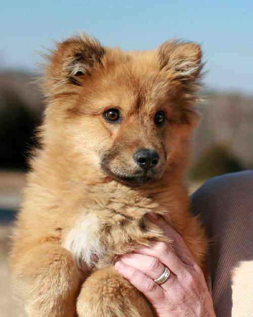 Teddy