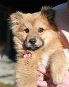 Teddy