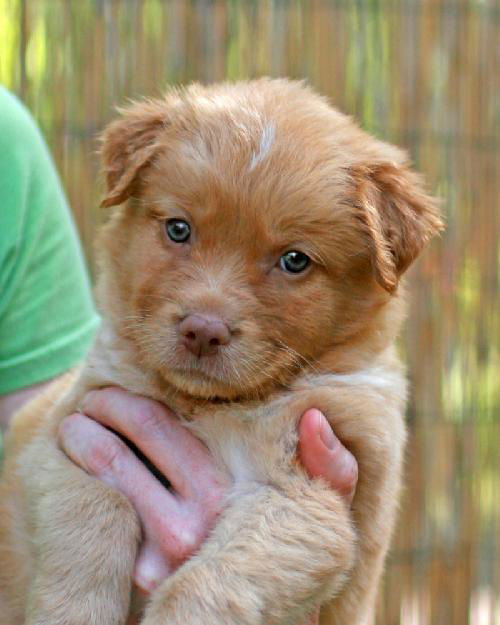 Ginger